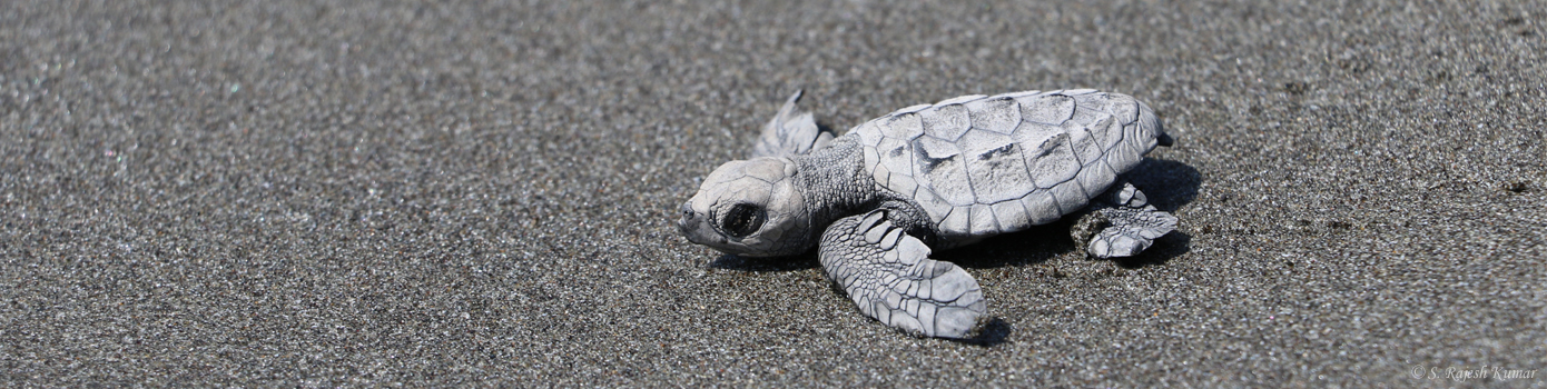 Olive ridley sea turtle 