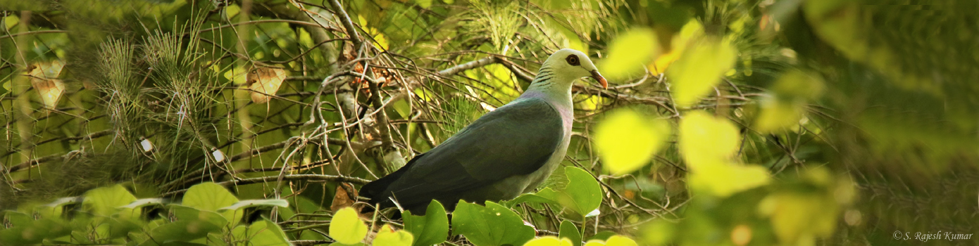 Andaman wood Pigeon