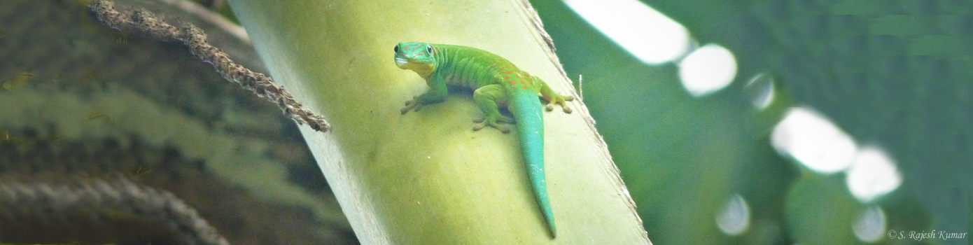 Andaman day Gecko